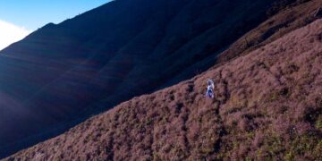 Ngắm đồi hoa chi pâu trên đỉnh Tà Chì Nhù